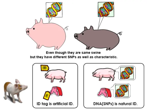 DNA merupakan identitas alami makhluk hidup yang unik yang tidak mungkin sama/identik antara satu
dengan lainnya